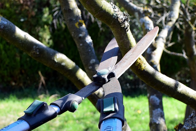 pruning-shears-4964455_640_2026.jpg